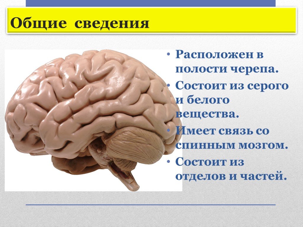 Из каких веществ состоит мозг. Головной мозг состоит из. Из чего состоит мозг человека. Строение головного мозга презентация. Из чего состоит головной мозг.