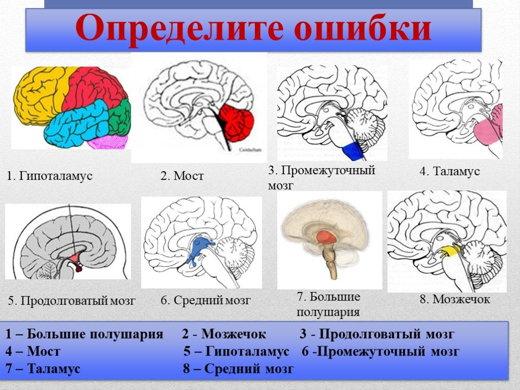 Тест по теме мозг 8 класс. Структуры головного мозга биология 8 класс. Строение головного мозга биология 8. Отделы головного мозга. 8 Кл. Конспект головной мозг строение и функции 8 класс.