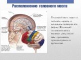 Расположение головного мозга. Головной мозг лежит в полости черепа, в основном повторяя его форму. Функцией головного мозга является регуляция всех процессов, происходящих в организме.