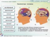 Центральной частью анализаторов являются некоторые зоны в коре головного мозга: зрительная, слуховая, двигательная и др. Проводящие нервные пути соединяют рецепторы с соответствующими зонами мозга.