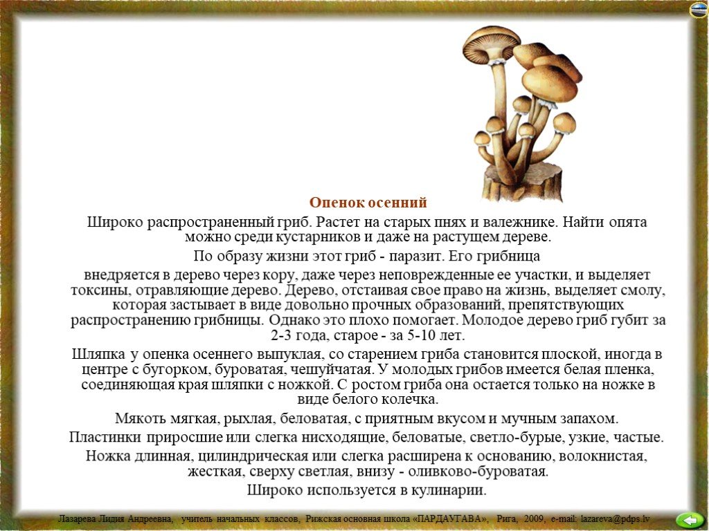 Когда можно давать грибы. Доклад про грибы опята. Опенок осенний описание гриба. Доклад 5 класс биология грибы опята. Описание гриба опенка для 2 класса.