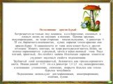 Подосиновик красно-бурый Встречается не только под осинами, а и в березняке, сосновых и еловых лесах, на опушках и полянах. Шляпка крупная, полушаровидная, по мере старения - плоско-выпуклая, в диаметре 5-20 см, бархатисто-волокнистая, сухая; окраска темно-красная или красно-бурая. В зависимости от 