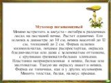 Мухомор поганковидный Можно встретить в августе - октябре в различных лесах на песчаной почве. Растет одиночно. Его шляпка в диаметре до 10 см, ножка высотой до 12 см, толщиной до 2 см. Форма шляпки колокольчатая, позднее распростертая, окраска бледно-желтая или даже с зеленоватым оттенком, с крупны