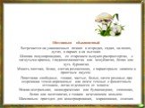 Шампиньон обыкновенный Встречается на унавоженных почвах в огородах, садах, на полях, лугах, в парках и на выгонах. Шляпка полушаровидная, со старением выпукло-распростертая, с загнутыми краями, гладкошелковистая или чешуйчатая, белая или чуть буроватая. Мякоть плотная, белая, слегка розовеющая, с х