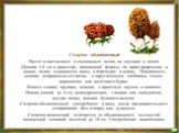 Сморчок обыкновенный Растет в лиственных и смешанных лесах, на опушках и полях. Шляпка 4-8 см в диаметре, яйцевидной формы, по краю приросшая к ножке, полая, суживается книзу и переходит в ножку. Поверхность шляпки неправильно-сетчатая, с округленными ячейками, темно-коричневая или желтовато-бурая. 