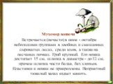 Мухомор вонючий Встречается (нечасто) в июле - октябре небольшими группами в хвойных и смешанных сыроватых лесах, среди мхов, а также на песчаных почвах. Гриб крупный. Его ножка достигает 15 см, шляпка в диаметре - до 12 см, причем шляпка чисто белая, без хлопьев. Пластинки к ножке не прикреплены. Н