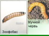 Зоофобас Мучной червь