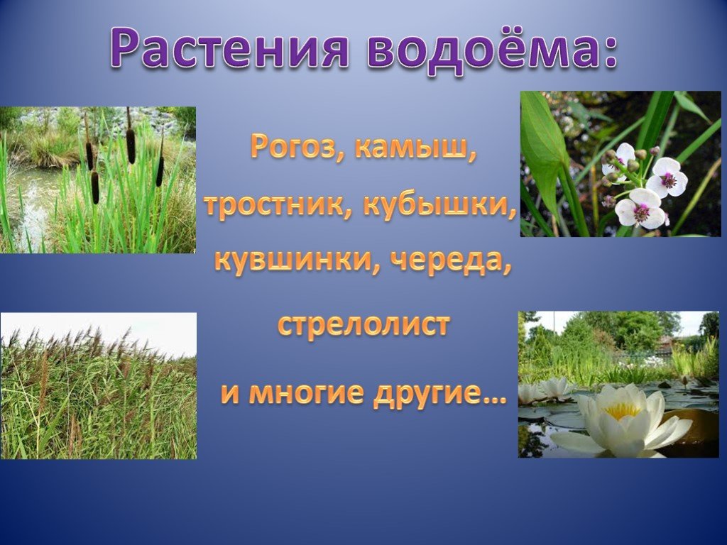Растения водоемов примеры