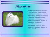Мальтезе (мальтийская болонка) – это маленькая белая собачка, обладающая мягким, но смелым характером. Эта порода является гламурной собачкой, которую постоянно носят на руках. Мальтезе от природы игривы и энергичны. В прошлом мальтийские болонки прославились тем, что были любимыми собаками королей 