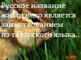 Русское название животного является заимствованием из татарского языка.