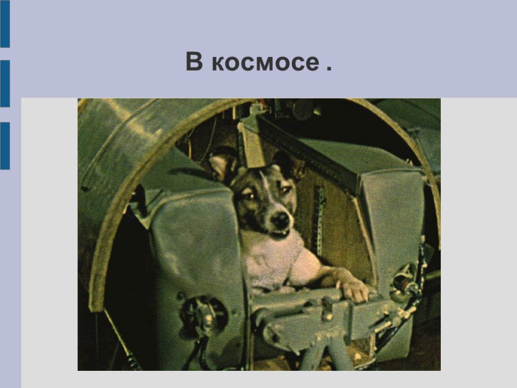 Первая собака в спутнике. Собака лайка в космосе. Первые животные в космосе. Спутник с собакой лайкой. Спутник 2 лайка.
