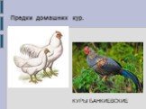 Предки домашних кур. КУРЫ БАНКИЕВСКИЕ
