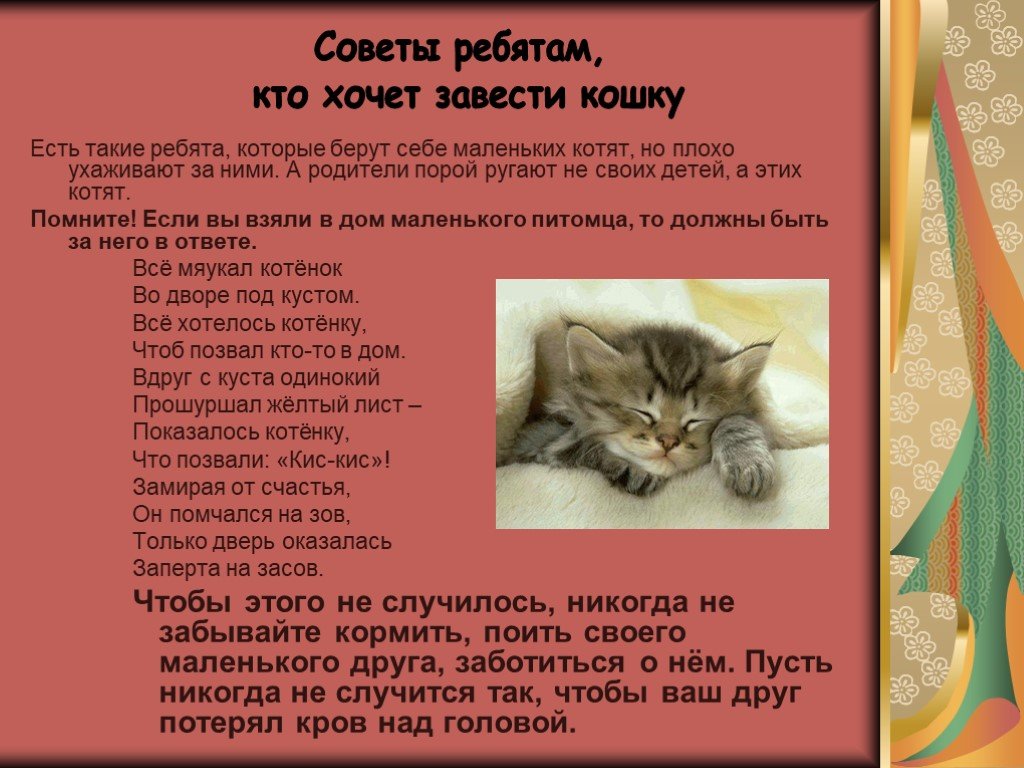 Как заботиться о кошке. Совет котиков. Советы для кошек. Информация о котятах. Кошка рассказ для детей.