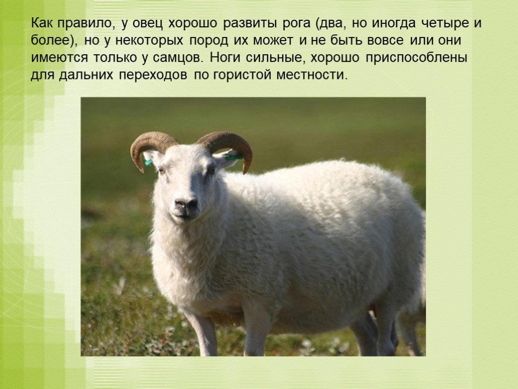 Домашнее сельскохозяйственное животное сообщение 3 класс окружающий. Интересные факты об овцах. Сообщение о Баране. Описание овцы. Доклад про овцу.