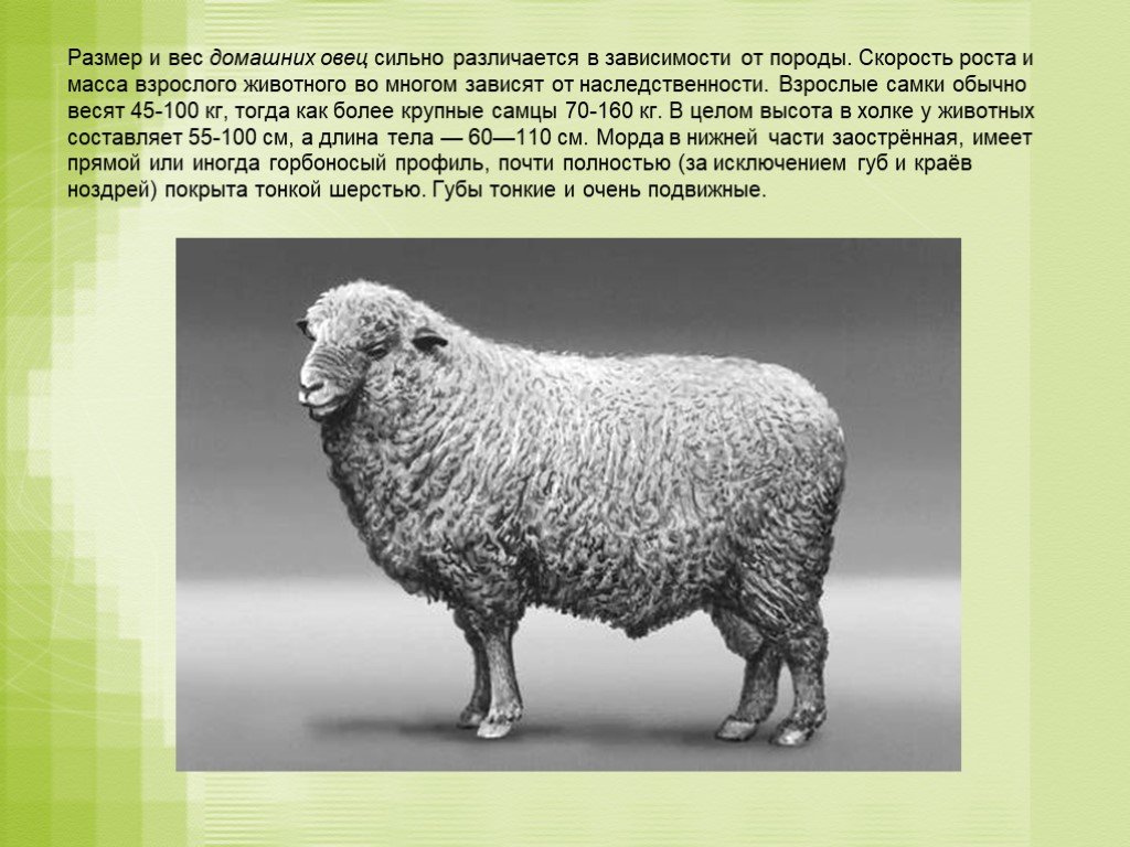 Силен овцам. Овцеводство 3 класс окружающий мир. Окружающий мир овца. Овцеводство презентация. Овца для презентации.