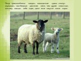 Овцы приспособлены поедать малоценные травы и могут скусывать пастбищные растения ниже, чем другие животные, поэтому находят себе корм, даже если пасутся после коров.