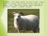Как правило, у овец хорошо развиты рога (два, но иногда четыре и более), но у некоторых пород их может и не быть вовсе или они имеются только у самцов. Ноги сильные, хорошо приспособлены для дальних переходов по гористой местности.