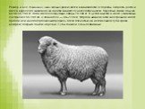 Размер и вес домашних овец сильно различается в зависимости от породы. Скорость роста и масса взрослого животного во многом зависят от наследственности. Взрослые самки обычно весят 45-100 кг, тогда как более крупные самцы 70-160 кг. В целом высота в холке у животных составляет 55-100 см, а длина тел