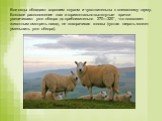 Все овцы обладают хорошим слухом и чувствительны к внезапному шуму. Боковое расположение глаз и горизонтально-вытянутые зрачки увеличивают угол обзора до приблизительно 270—320°, что позволяет животным смотреть назад, не поворачивая головы (густая шерсть может уменьшить угол обзора).