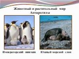 Животный и растительный мир Антарктиды. Императорский пингвин. Южный морской слон