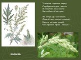 полынь. У полыни скромен наряд: Серебристо-седые листья И соцветий алые кисти На стеблях её не горят. Но когда иду меж полей (Влагой веет земля, теплынь) Ничего не знаю милей, Чем простая трава – полынь! Полынь. У полыни скромен наряд: серебристо-седые листья И соцветий алые кисти на стеблях её не г