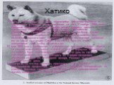 Хатико. Хатико (— пёс породы Акита-ину, являющийся символом верности и преданности в Японии. Хатико появился на свет 10 ноября 1923 года в японской префектуре Акита. Фермер решил подарить щенка профессору Хидэсабуро Уэно, работавшему в Токийском университете. Профессор дал щенку кличку Хатико.Когда 