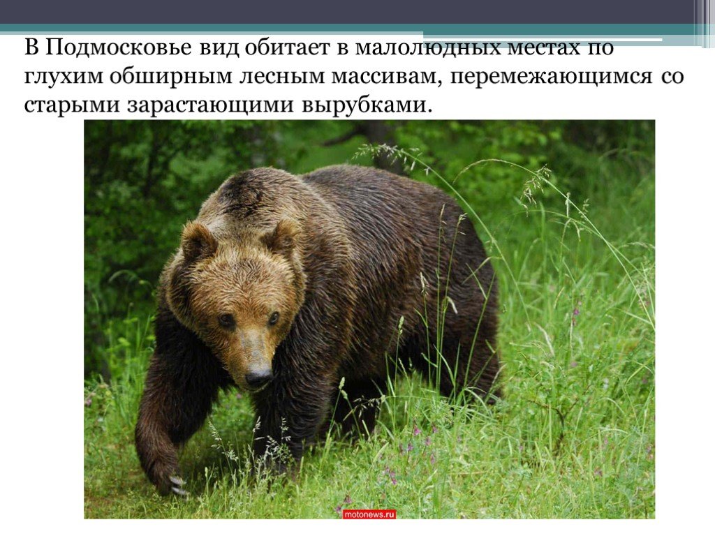 В какой природной зоне живут бурые медведи. О неуклюжем косолапом медведе. Медведь всеядный. Медведь всеядное животное. Самый косолапый медведь.