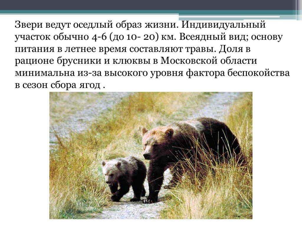 Образ жизни звери. Образ жизни животных. Образ жизни медведя. Оседлый образ жизни животных. Одиночный и групповой образ жизни животных.