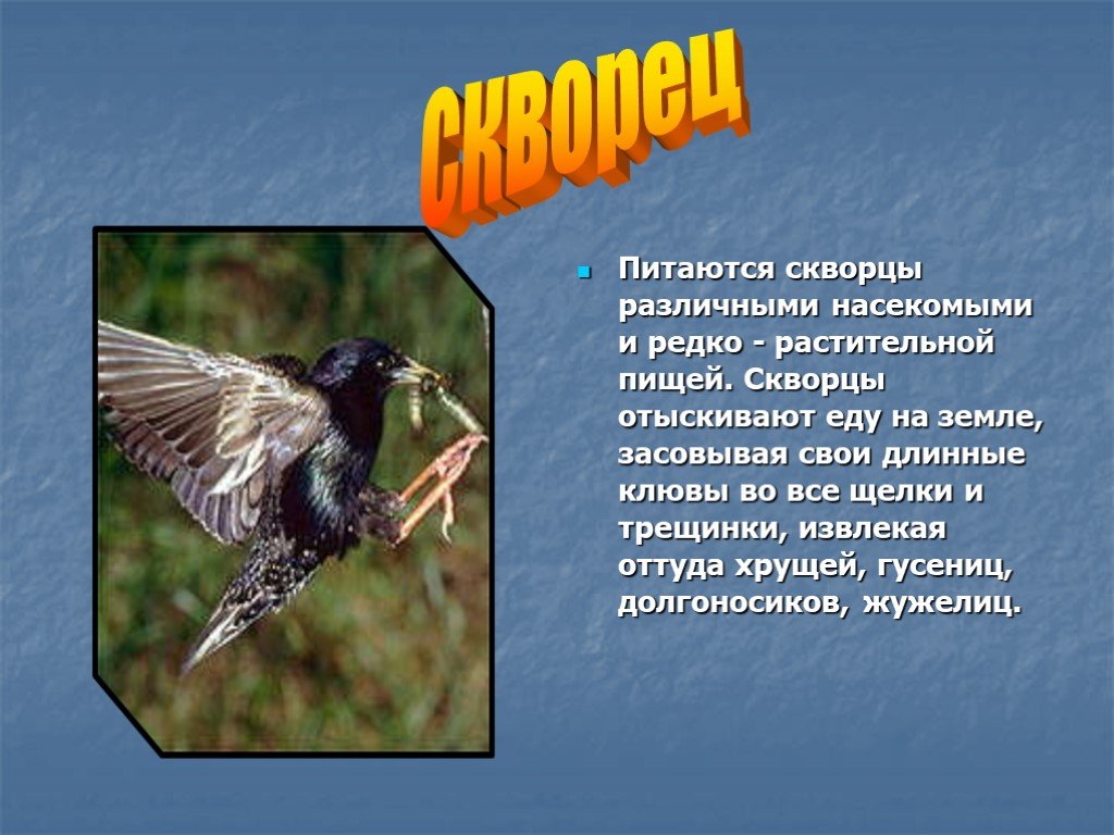 Скворец описание. Чем питаются скворцы. Сообщение о скворце. Скворец проект.