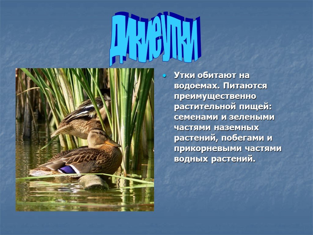 Презентация про утку