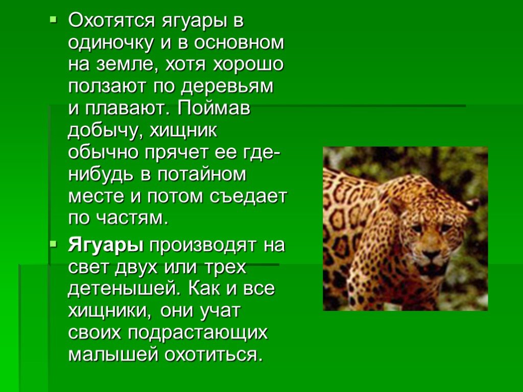 Научный текст про ягуара. Ягуар презентация. Презентация на тему Ягуар. Ягуар описание. Интересные факты о животных тропических лесов.