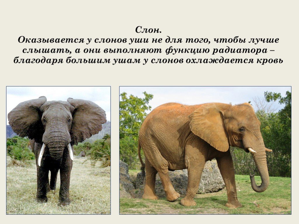 Ухо африканского слона. Африканский слон. Уши слона. У слона большие уши. Большие уши слонов.