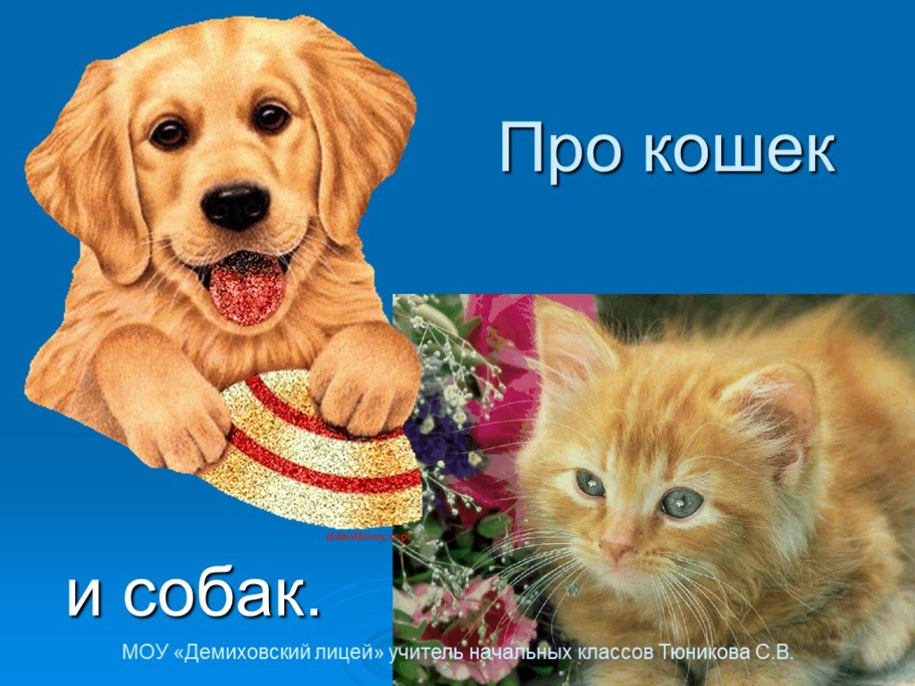 Кошки и собаки 1 класс. Кошки и собаки для презентации. Проект про кошек и собак. Шаблон для презентации кошки и собаки. Проект по окружающему миру 2 класс про кошек и собак.