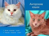 Ангорские кошки. Белая ангорская кошка. Лиловая ангорская кошка.