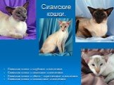 Сиамские кошки. Сиамская кошка с голубыми отметинами. Сиамская кошка с лиловыми отметинами. Сиамская кошка с тёмно – коричневыми отметинами. Сиамская кошка с полосатыми отметинами.