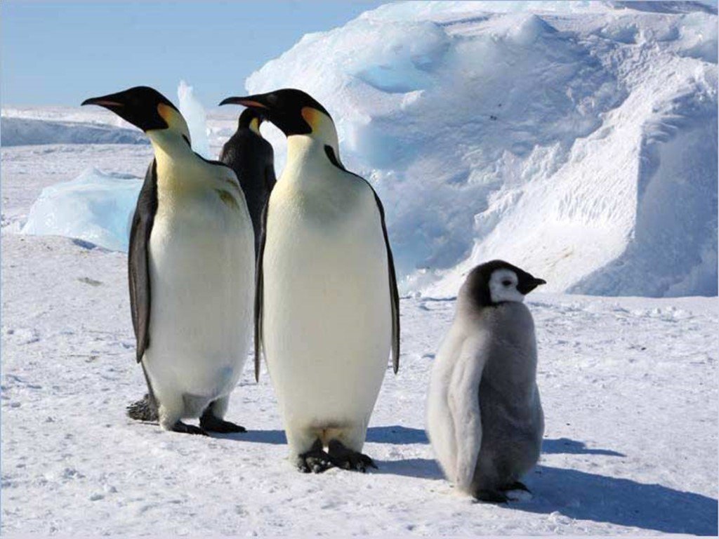 Пингвин воркута. Пингвины. Пингвины мерзнут. Пингвин фото. Фото пингвинов в Антарктиде.