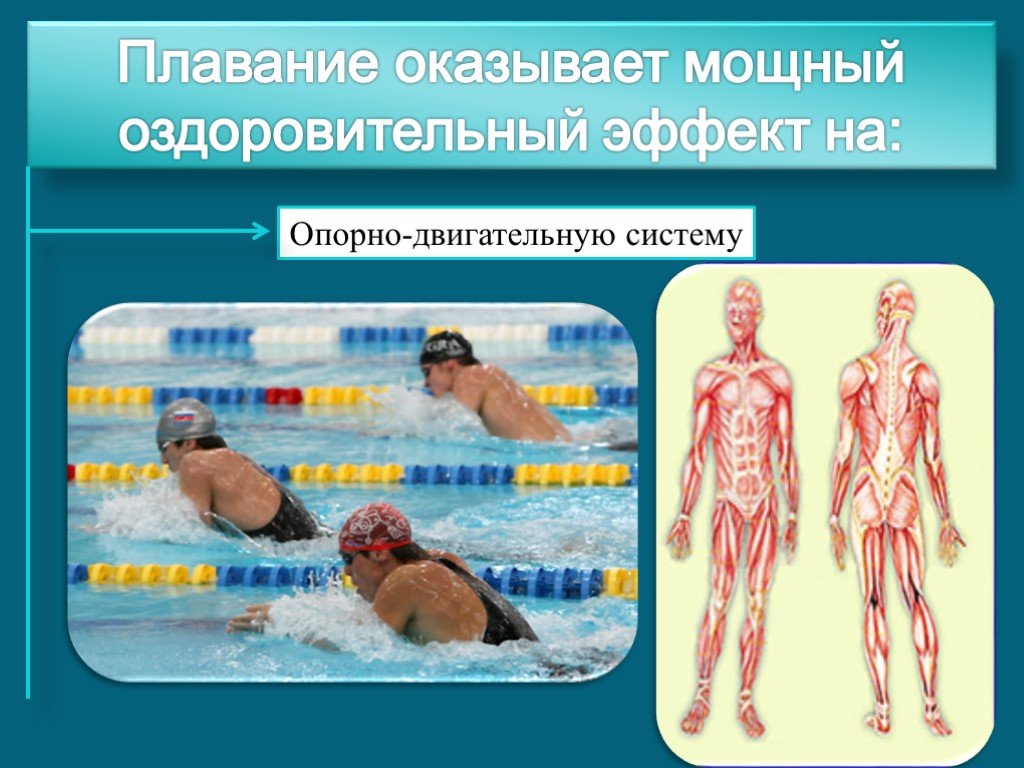 Плавание и мышцы тела. Опорно двигательный аппарат плавание. Влияние занятий плаванием на организм человека. Презентация на тему пловец. Влияние плавания на здоровье.