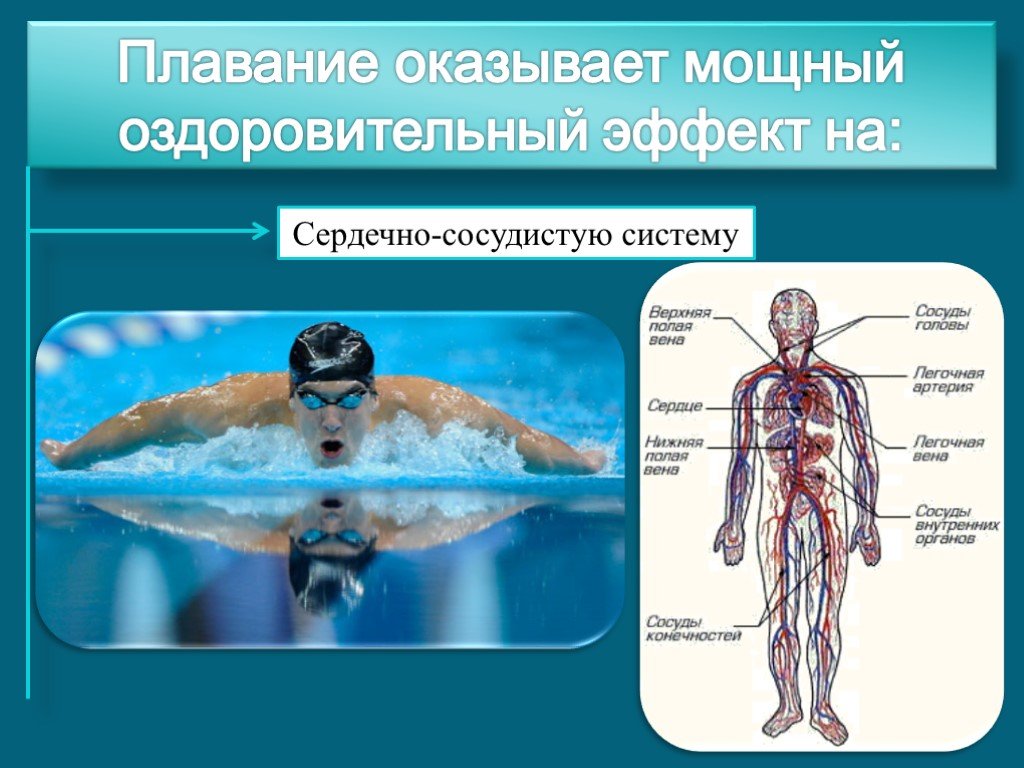 Организмы не способные к активному плаванию. Влияние плавания на нервную систему. Плавание и сердечно сосудистая система. Влияние занятий плаванием на сердечно-сосудистую систему. Влияние плавания на сердечно-сосудистую систему человека.