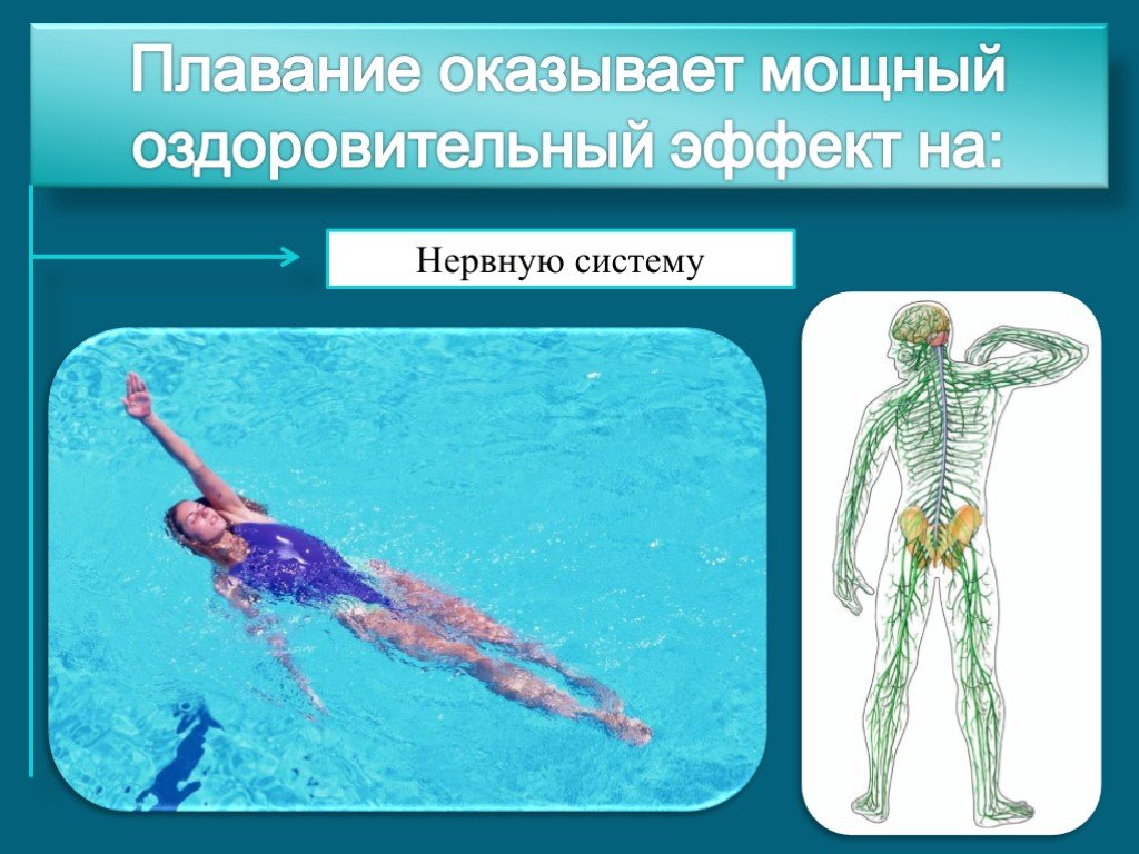 Организмы не способные к активному плаванию. Воздействие плавания на организм человека. Плавание и нервная система. Влияние плавание на системы. Влияние занятий плаванием на сердечно-сосудистую систему.