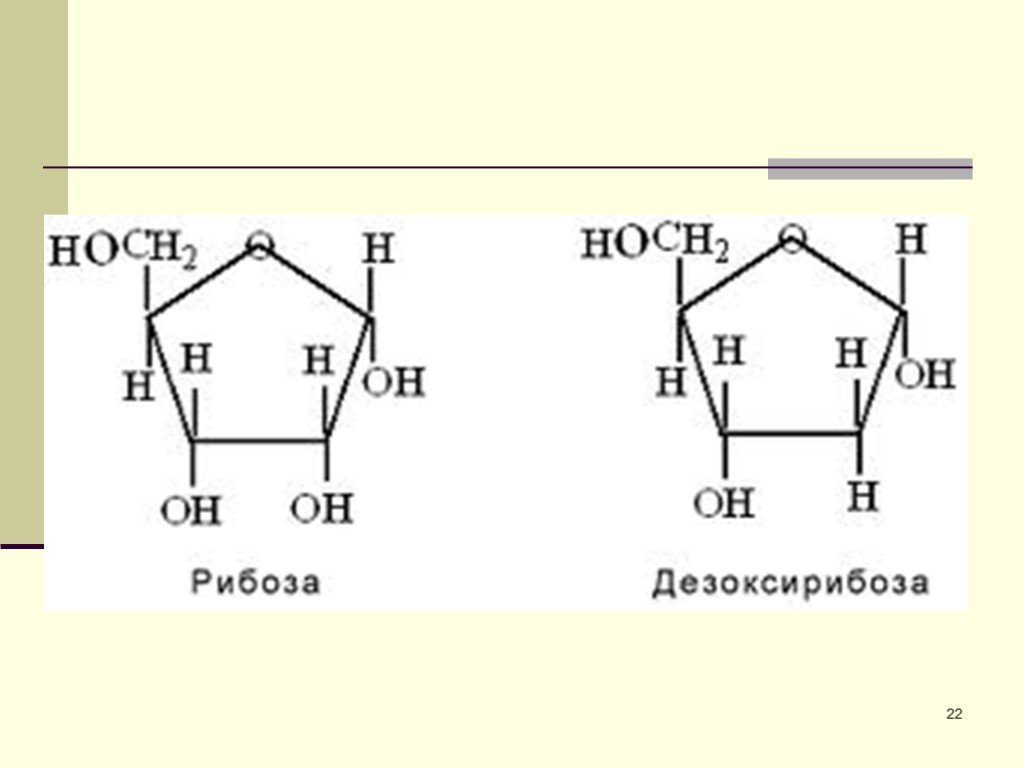 Рибоза 2 дезоксирибоза. 2 Дезокси д рибоза. Рибоза и дезоксирибоза. Строение дезоксирибозы. Дезоксирибоза схема.