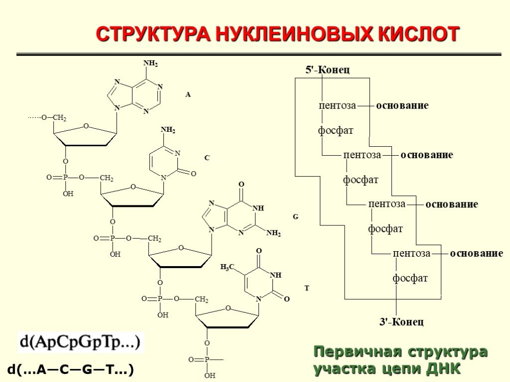 Нуклеиновые кислоты образуются. Первичная структура участка цепи ДНК. 4 Уровня структурной организации нуклеиновых кислот. Нуклеиновые кислоты строение химия. Первичная структура нуклеиновых кислот ДНК.