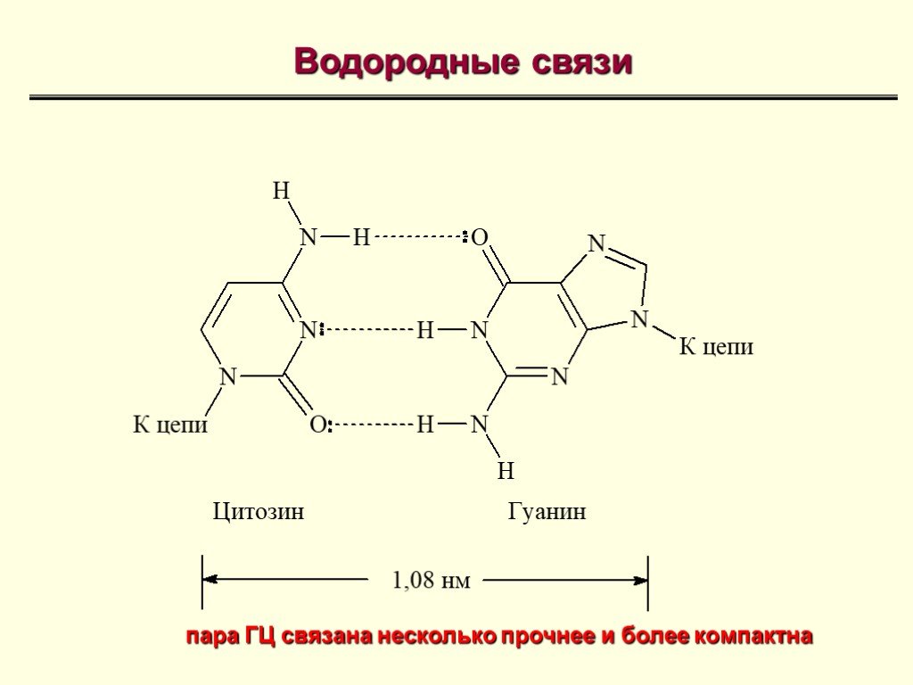 Гуанин и цитозин водородные связи. Аденин и гуанин водородные связи. Гуанин цитозин связь. Водородные связи между гуанином и цитозином. Водородные связи в цитозин.