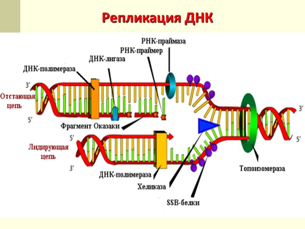 Разрыв цепи днк. Репликация ДНК механизмы ферменты. Схема репликации ДНК ферменты. Молекулярный механизм репликации. Механизм репликации ДНК ЕГЭ.