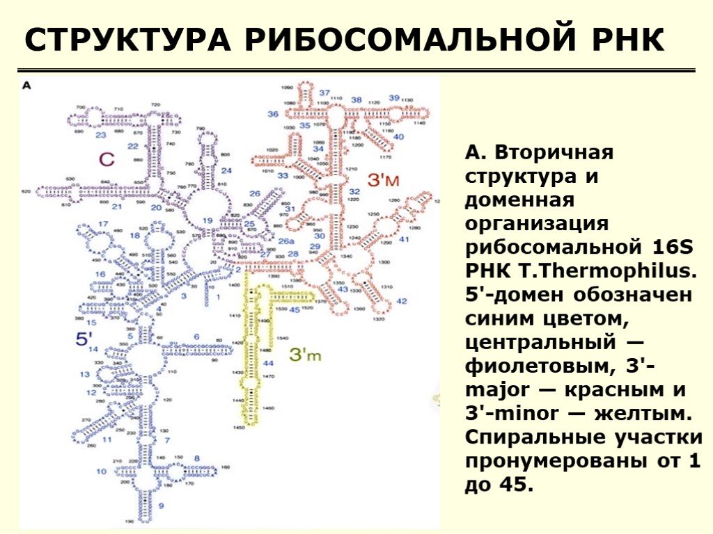 Размеры рнк. Вторичная структура рибосомальной РНК. Вторичная структура р РНК. Структура р РНК. Характеристика вторичной структуры РНК.