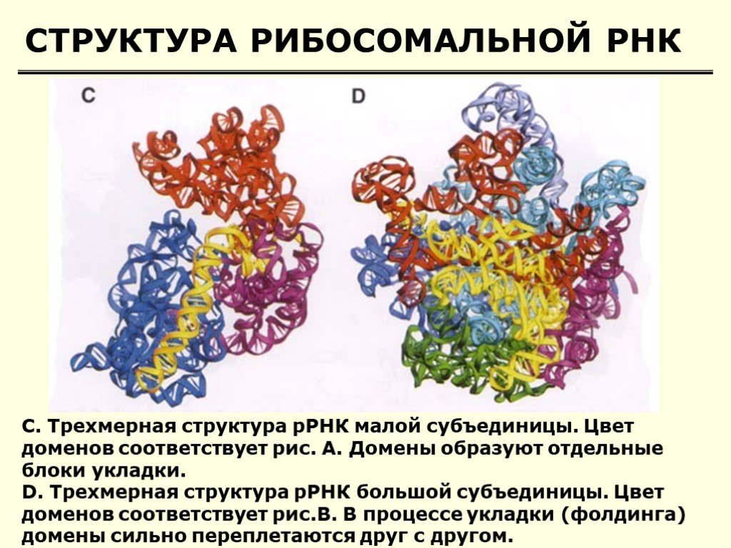 Размеры рнк. Структура рибосомальной РНК. Вторичная структура рибосомальной РНК. Рибосомная РНК строение. Структура рибосомы РРНК.