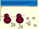 Трансляция– перевод последовательности нуклеотидов в последовательность аминокислот белка. мРНК А Г У Ц а/к