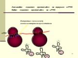 Антикодон– триплет нуклеотидов на верхушке тРНК. Кодон– триплет нуклеотидов на и-РНК. Водородные связи между комплементарными нуклеотидами