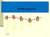 И-РНК на рибосомах. белок