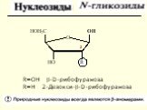 R=OH -D-рибофураноза R=H 2-Дезокси--D-рибофураноза. 2