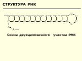 СТРУКТУРА РНК. Схема двухцепочечного участка РНК